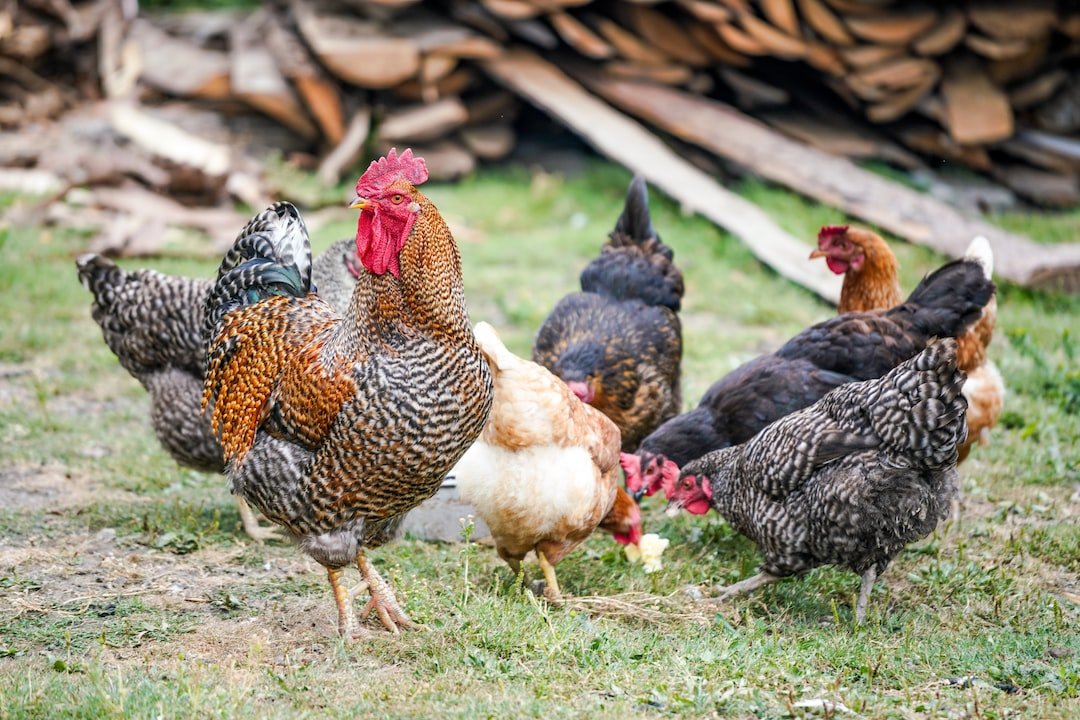 close-up photography of flock of chicken